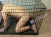 Caged BDSM Pup