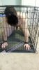 Caged BDSM Pup