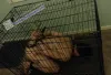 Caged Bondage sub