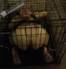 Caged Bondage sub