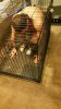 Gay Sub Locked in Cage Spiked Mat