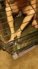 Gay Sub Locked in Cage Spiked Mat Chastity