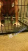 Gay Sub Locked in Cage Spiked Mat Chastity