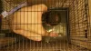Gay Sub Locked in Cage Spiked Mat